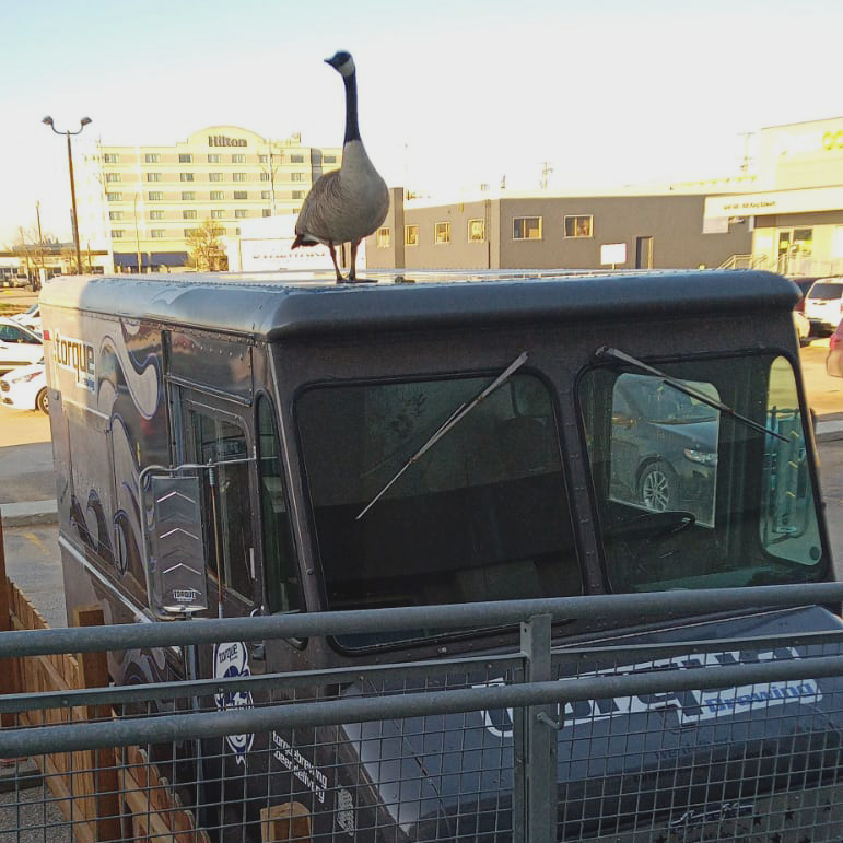 torque_brewing's tweet photo. We named him! You can call our little friend "Larry the Gose".

🦆What is Larry the Gose doing on top of the Taptruck? 🚛

All answers will be entered into a prize draw, to win a Torque Variety Pack! Reply until Sunday @ midnight. Good Duck! https://t.co/9vJVw2FOIt