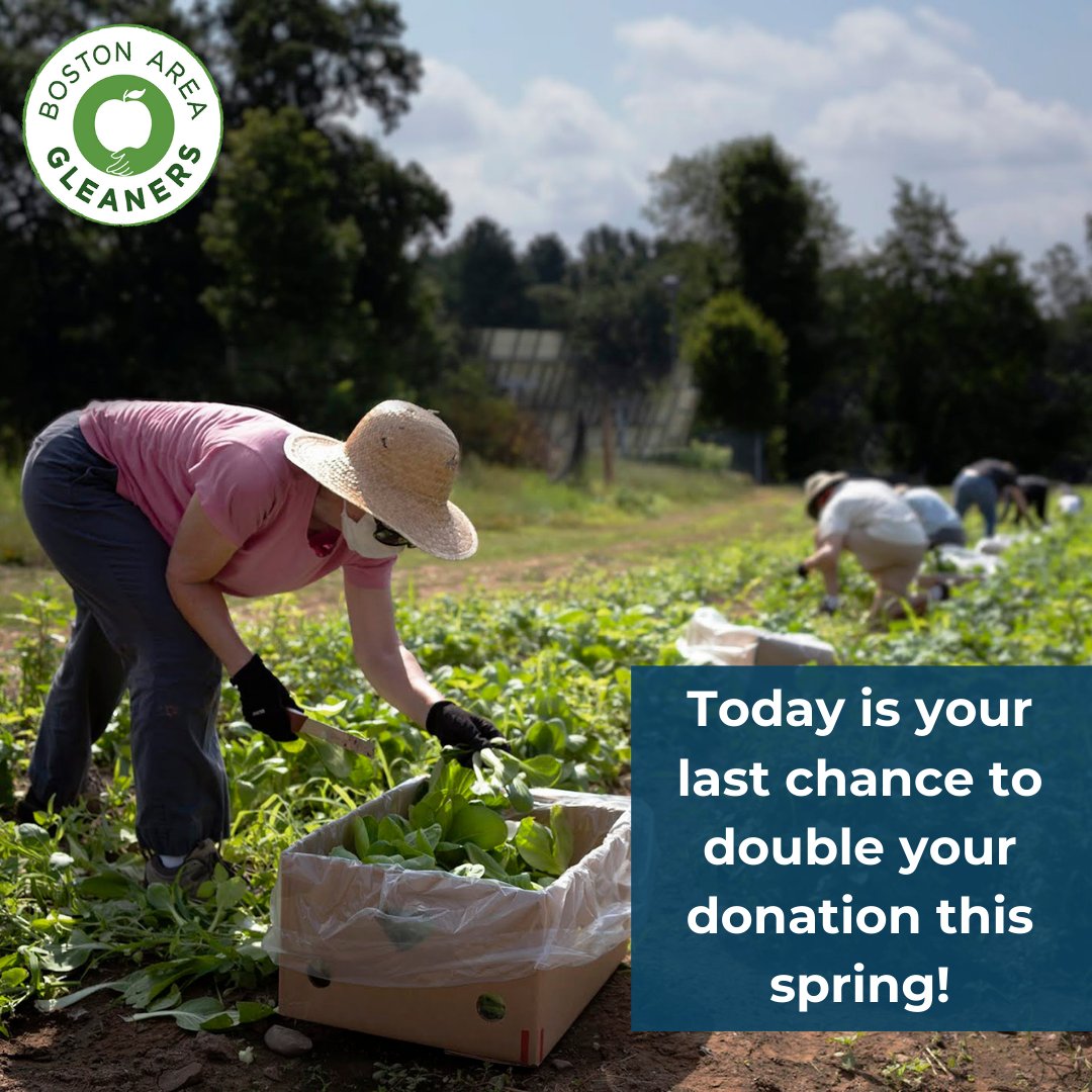 Today is your 🌱LAST CHANCE 🌱 to support the Gleaners for our matching donation month! Every dollar donated up to $250,000 will be matched by a generous donor until the end of the day today. 

Make the match count -- give today at the link below!
bostonareagleaners.org/donate.html
