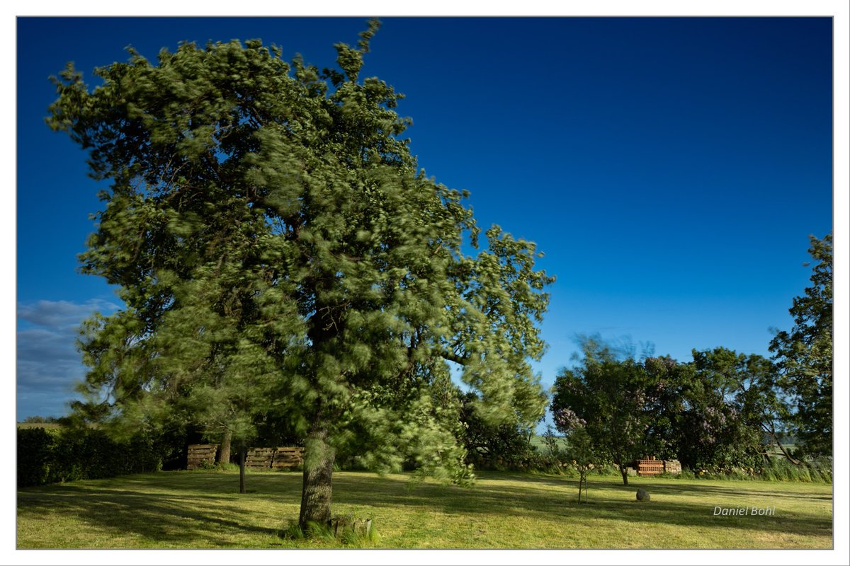 DanielBohlMV's tweet photo. Stürmisch, nicht unscharf.
#Sturm #Mecklenburg #Kulturlandschaft #Filterfotografie #Birnenbaum #Nordwestmecklenburg #Obstgarten #Fotografie #WindundSonne #NWM #Obstbaum https://t.co/imBkuXS0Hs