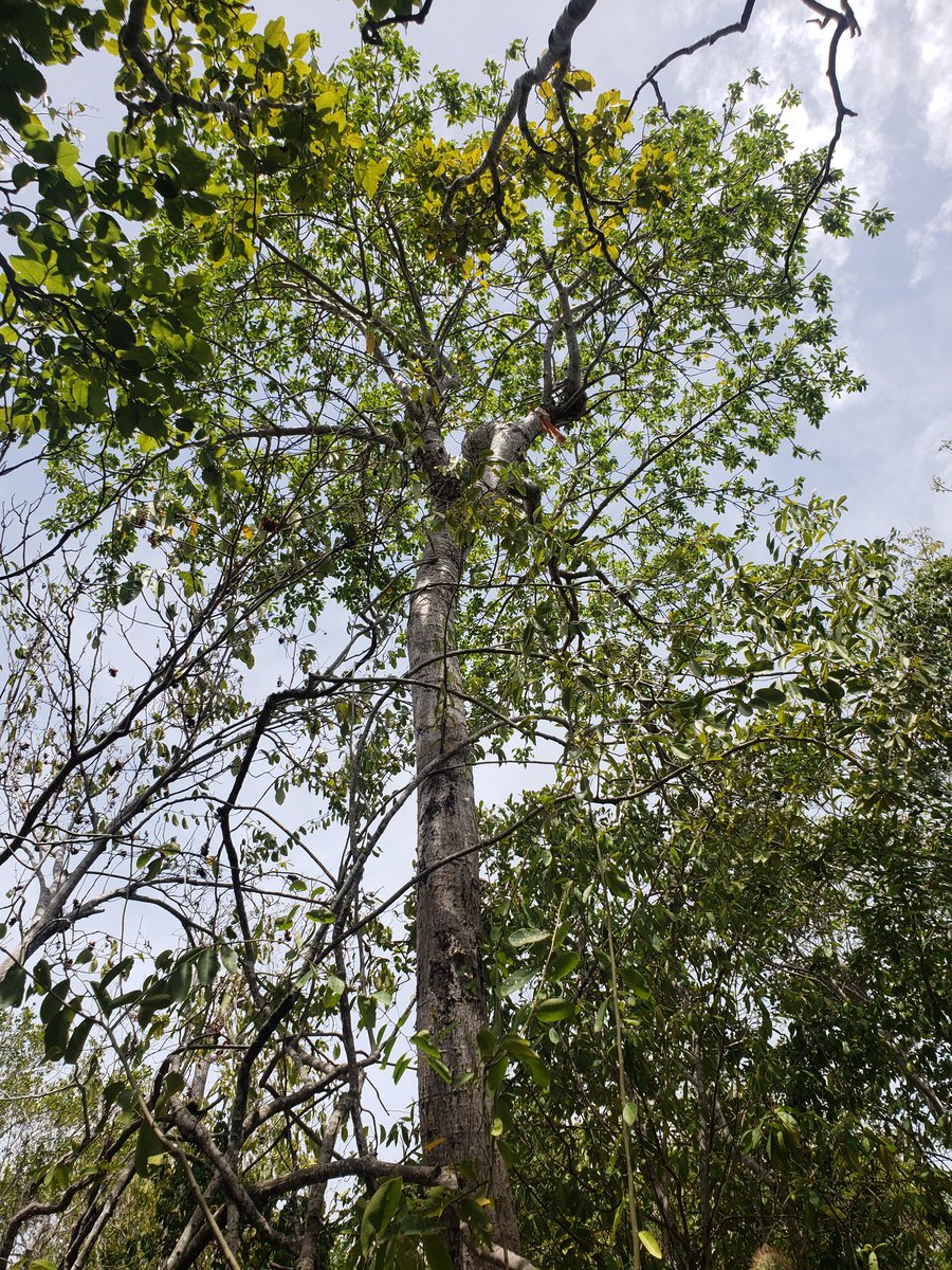 DamionWhyte8's tweet photo. Bursera hollickii aka Grey Birch is endemic & listed as critically endangered on the @IUCNRedList. It is very rare & can be found in a few dry forests in #Jamaica. I hope we can propagate these trees before we lose them. @Roosters_World #biologist #PortlandBightProtectedArea https://t.co/JjLk0HUndy