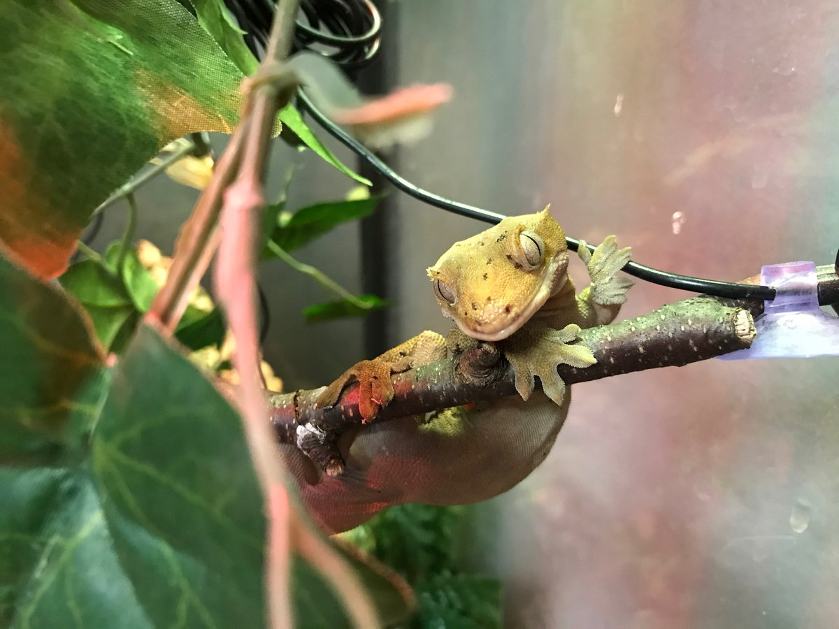RiverviewZoo's tweet photo. Thank you for your patience and understanding while our staff worked hard to fix the damages caused by the storm on Saturday. We are grateful our animals were safe during the storm and are happy to be welcoming visitors back this weekend! 🦎 #OpeningSaturday #WeHaveMissedYou https://t.co/yqmWDkCo0p