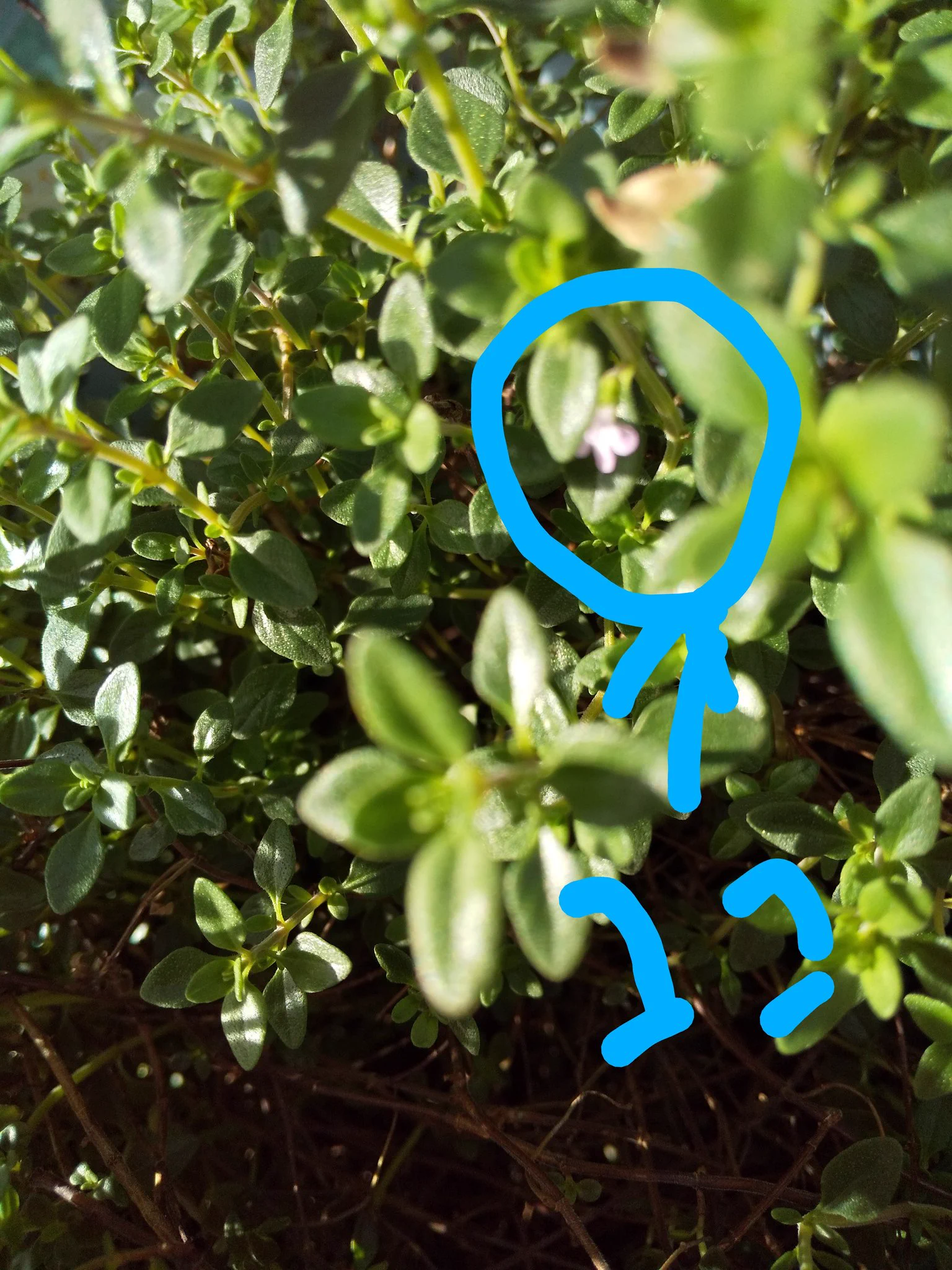 @syunkon0507 よ、よだれが､……。
写真はレモンタイムとコモンタイムの花です。 