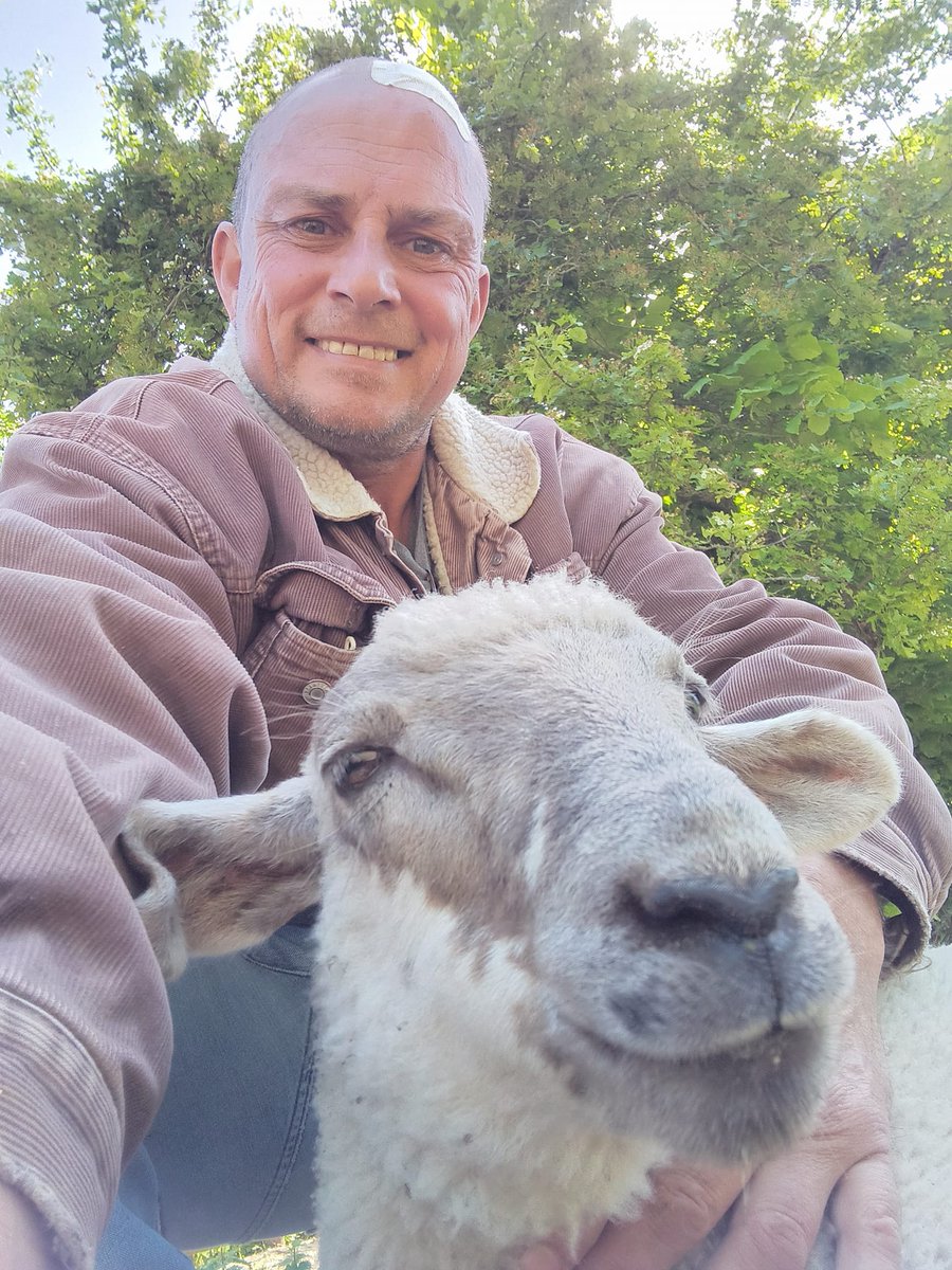 53Nhs's tweet photo. Lil Lucy the Lamb update.. Well i took a couple of weeks off from work and helped out at the sanctuary where Lucy now lives. Ive learnt so much whilst there caring for all the rescue,sheep,lambs, goats,pigs,horses,hens,turkeys,dogs &amp; cats. 💜 ALF https://t.co/amfzhYrC5A