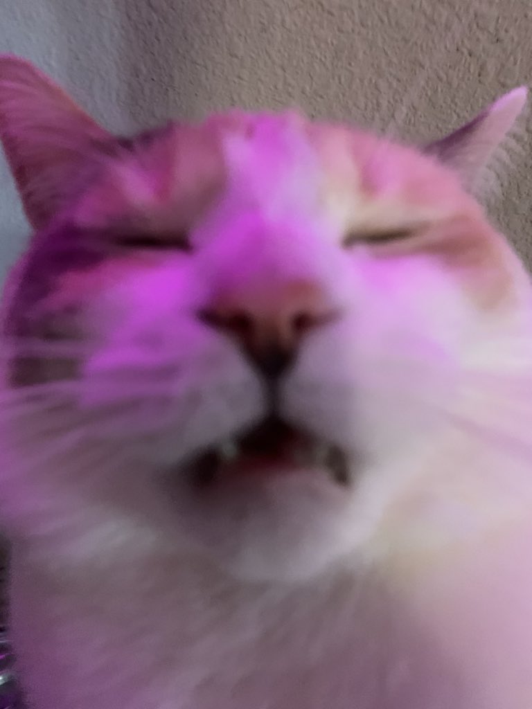 fatfatpankocat's tweet photo. Mood https://t.co/OQKvuQ7ROx