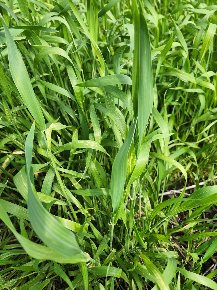 Out scouting wheat for T3 fungicide timing.
I'm noticing a fair amount of manganese deficiency in the local crop. 
Dry/oxygenated soils = lower mn availability.  
The recent rains have hopefully saturated enough to increase mn availability. 
Some flag leaves are now dark green.