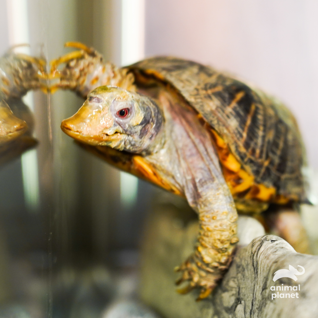 AnimalPlanet's tweet photo. It's time to shell-ebrate! 🐢
Tomorrow, get ready for an all-day marathon of #DrJeff followed by the season finale at 8p ET.
Tell us what your favorite moment has been from this season! https://t.co/sKAzg1pUuU