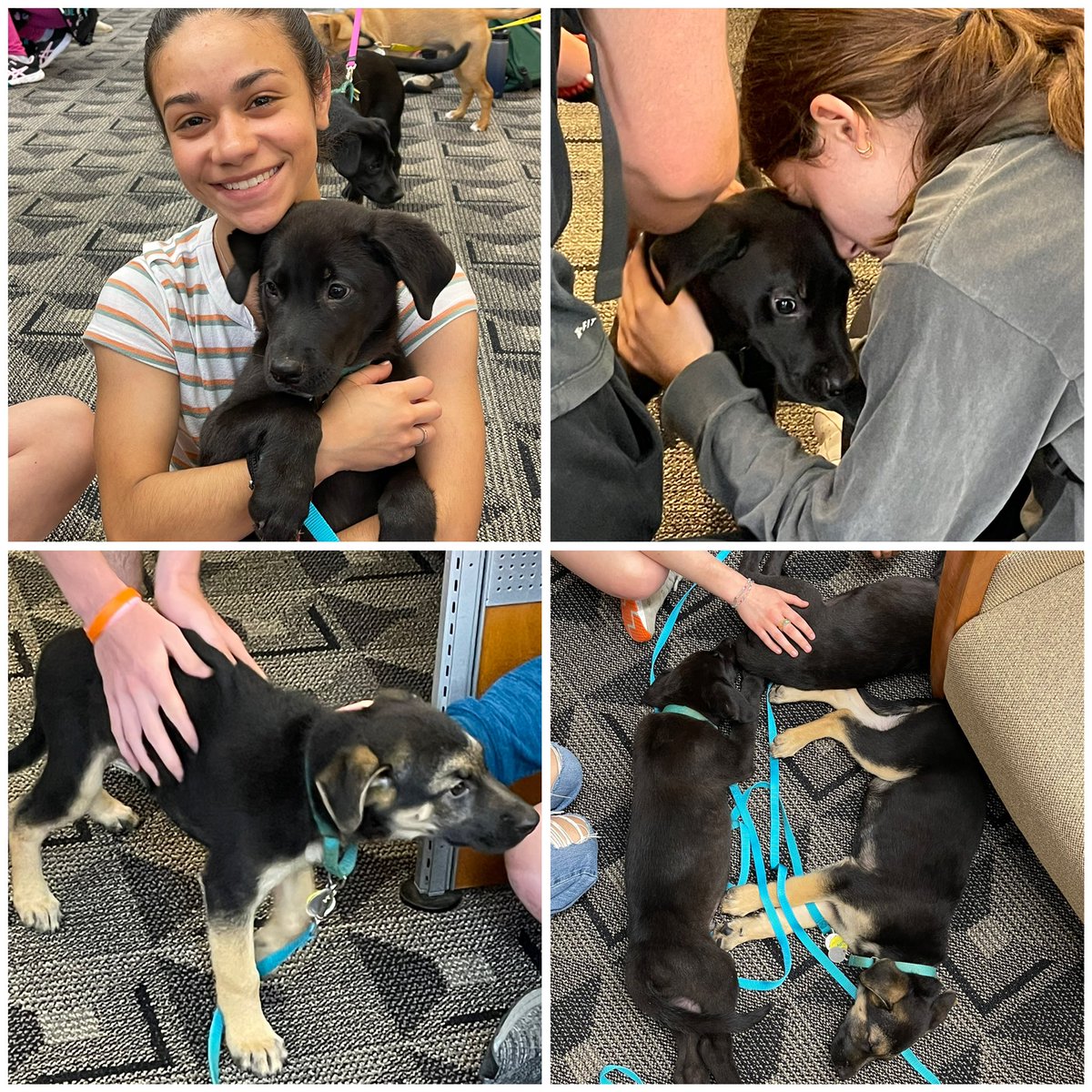 lmstoddard's tweet image. Thank you @TLCRescuePA for bringing in your rescues! Nothing ends a week better than being surrounded by puppies!!  
#sel 
@sbrowndubc @sgraham24 @NicoleEducator @WestChesterASD