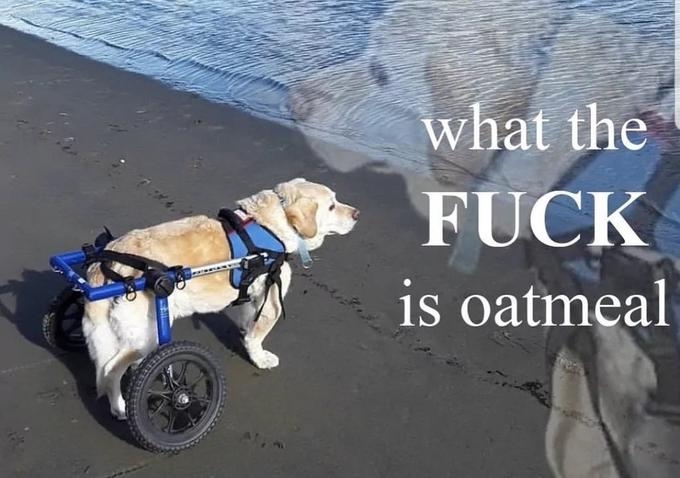 WholesomeMeme's tweet photo. https://t.co/tuUU9KhwZ7