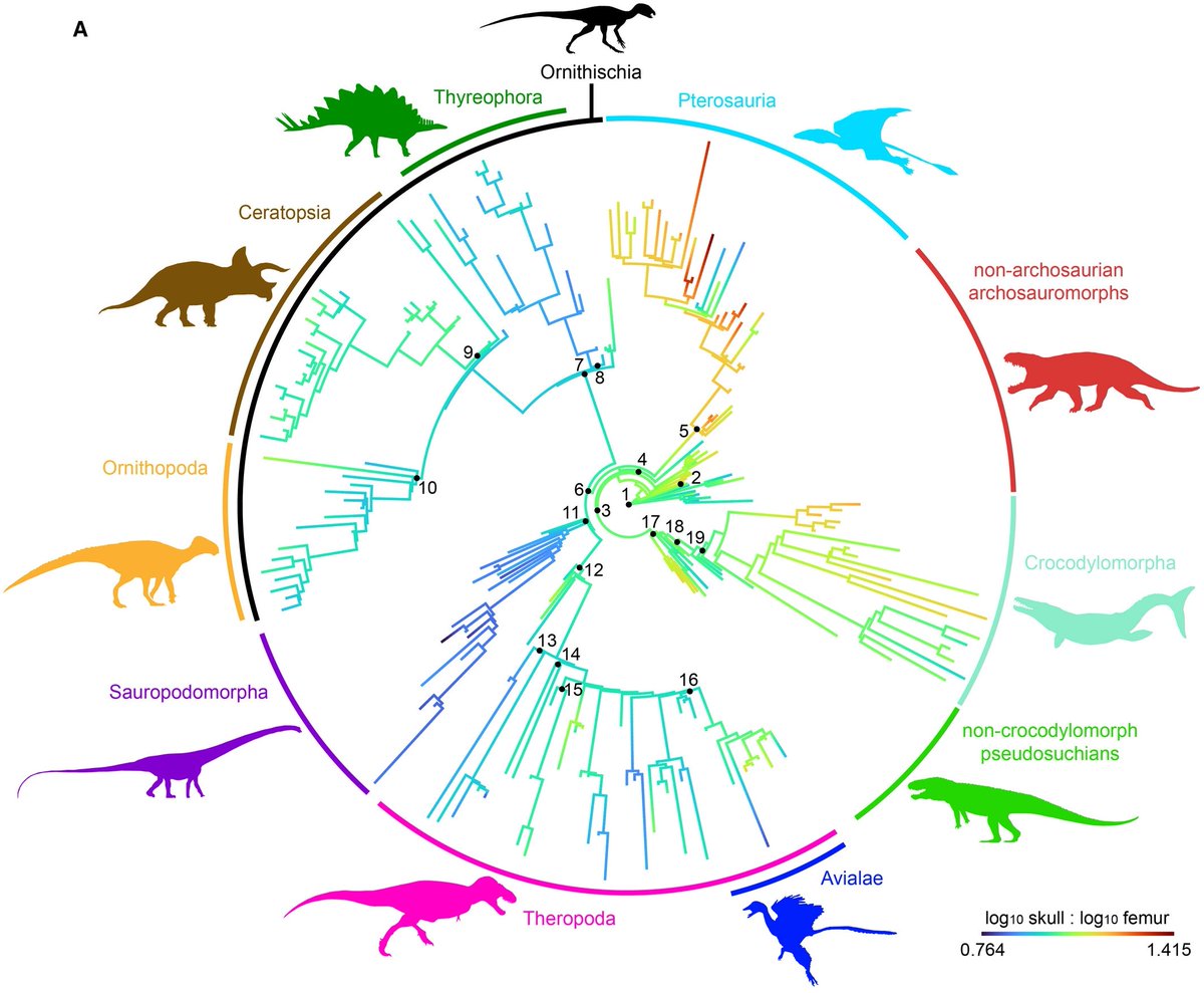 3D Anatomy Studios (@3danatomystudio) on Twitter photo "Why grandma, what a big head you have!" Archosauromorphs (birds, crocs, etc.) have a huge diversity of noggin sizes. A new paper looks for patterns in head and body size evolution: onlinelibrary.wiley.com/doi/full/10.11… #OpenAccess in <a href="/ThePalAss/">The PalAss</a> #SciNews #FossilFriday "Why grandma, what a big head you have!" Archosauromorphs (birds, crocs, etc.) have a huge diversity of noggin sizes. A new paper looks for patterns in head and body size evolution: onlinelibrary.wiley.com/doi/full/10.11… #OpenAccess in <a href="/ThePalAss/">The PalAss</a> #SciNews #FossilFriday