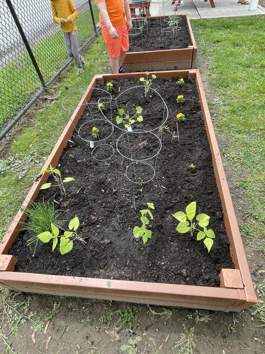 MrsMooney4th's tweet photo. Cherry tomatoes, sunflowers, zucchini, beans, and peppers all planted today by these growers! Alden Intermediate School's community garden is back in business @AldenIntSchool https://t.co/OAx3U6cHDa
