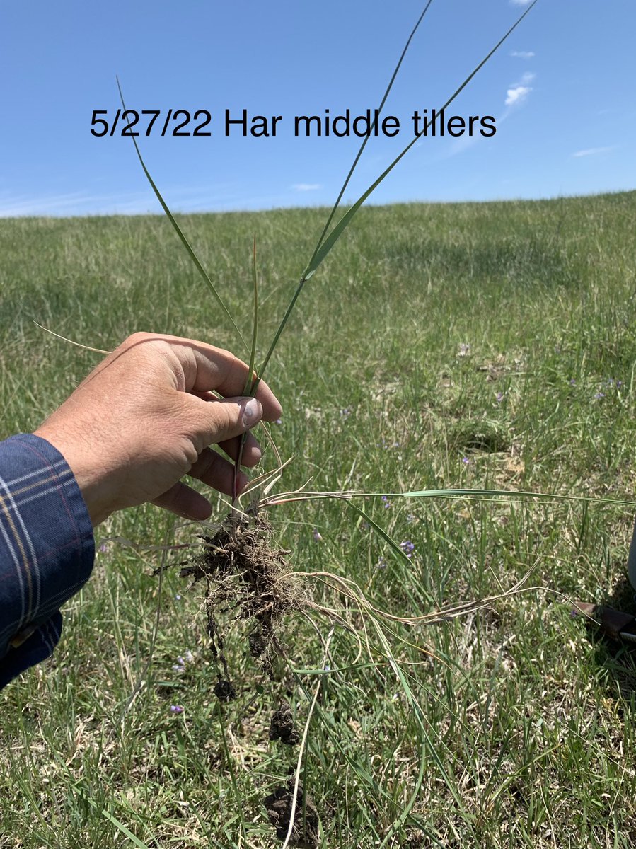 LealandSchoon's tweet photo. A great day with Rnglnd Soil Hlth; like minded -livestock husbandry-grass mngrs. Repopulate the native soil bugs!! #addvalu @NRCS_SD @SDSHCoalition @GrowResilience_ @SdGrassland Happy Memorial Day! https://t.co/Lz9dbqq8ti