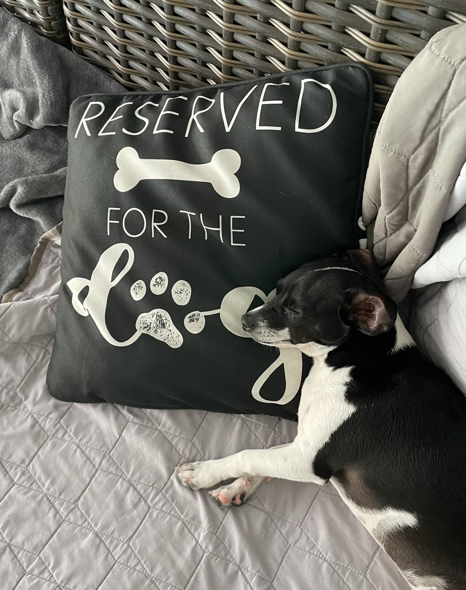 Ziggywithit1's tweet image. 🐾❤️ #VIPsection #FridayVibes #dogsoftwitter