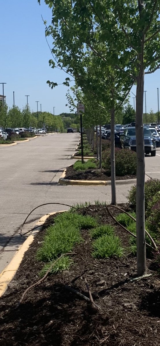 hartmanco's tweet photo. Tree planting precision the “Hartman way” in the island bed trees @LifeTime_Life. https://t.co/PL03F5Og3m