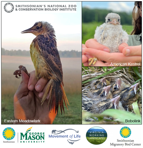SMConservation's tweet photo. @SMConservation, @SmithsonianMoL, @VAWorkingLands, @SMBC, & @GeorgeMasonU join forces to better understand grassland bird post-fledging habitat use & survival on working farms in Virginia. Follow #ProjectFledgling & stay tuned for more!
#CTT
#animalmovement
#animaltracking https://t.co/U7IWq7u1VG