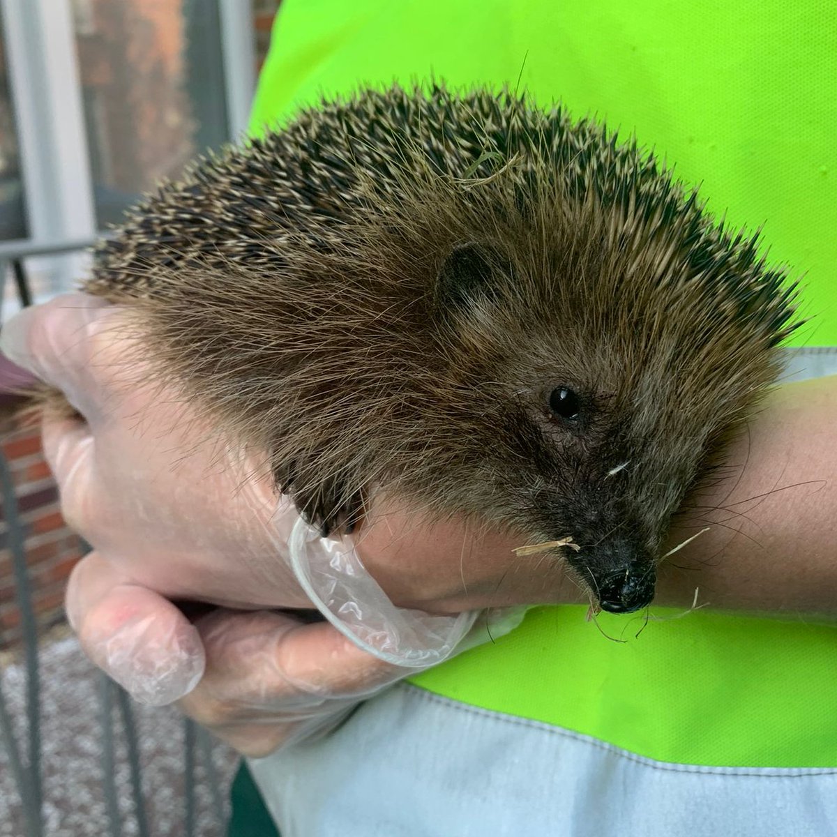 DierenAmsterdam's tweet image. Vlooienbaal
Slap, eet en drinkt niet, maar wel ons hart gestolen, wat een moppie. Mazzel dat hij gevonden is of dat hij zich meldde door overdag rond te scharrelen. In de revisie bij Ome Gerrit dan komt het vast goed en mag meneer weer uitgezet worden #Beterschap #egel