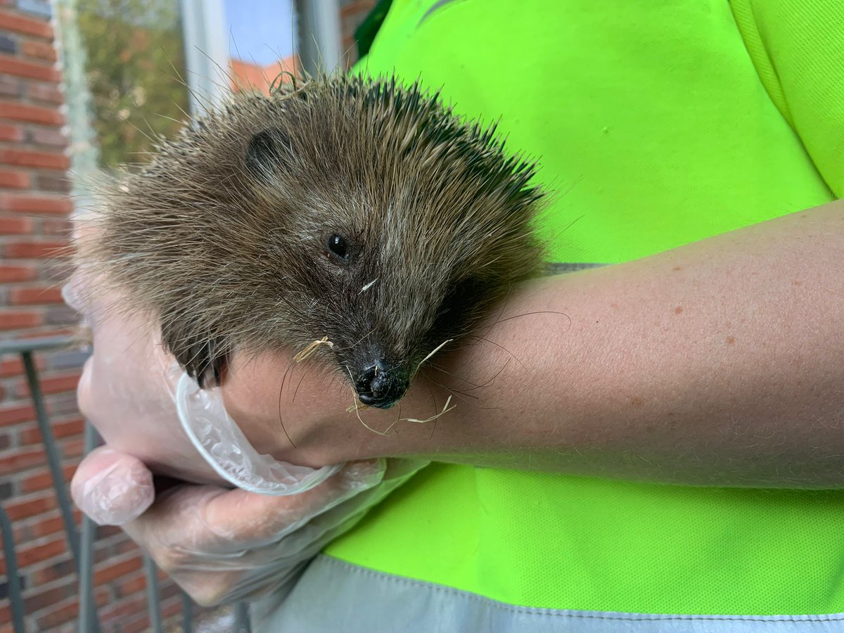 DierenAmsterdam's tweet image. Vlooienbaal
Slap, eet en drinkt niet, maar wel ons hart gestolen, wat een moppie. Mazzel dat hij gevonden is of dat hij zich meldde door overdag rond te scharrelen. In de revisie bij Ome Gerrit dan komt het vast goed en mag meneer weer uitgezet worden #Beterschap #egel