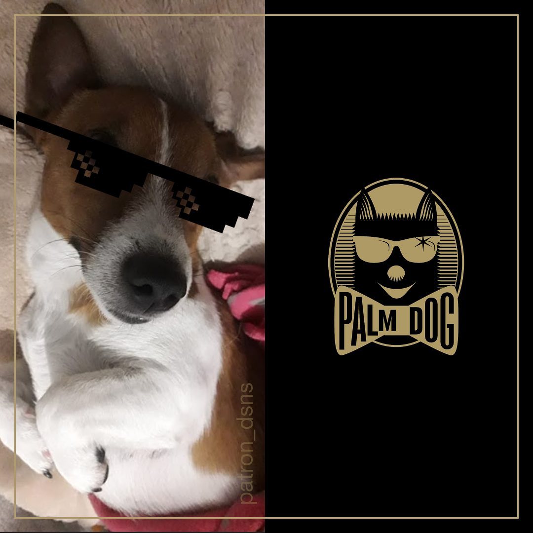 Our favorite Patron received the most prestigious award for dogs in Cannes - Palm Dog Humanitarian!

#RescueDog #Patron #UkraineWar #StandWithUkraine