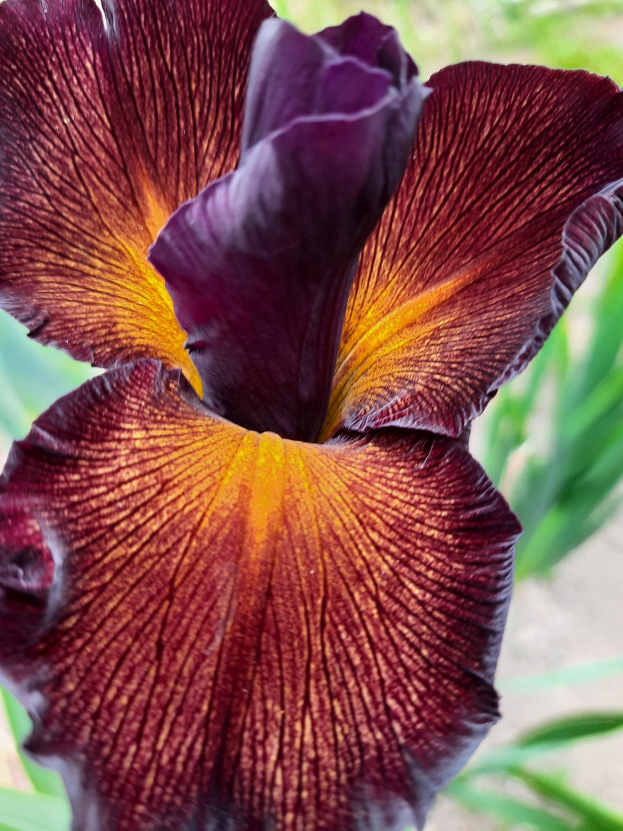 iris_orduna's tweet photo. Iris spuria rusty brown colour #spuriairis #irisspuria #gardening # https://t.co/cwCoHhgqWO