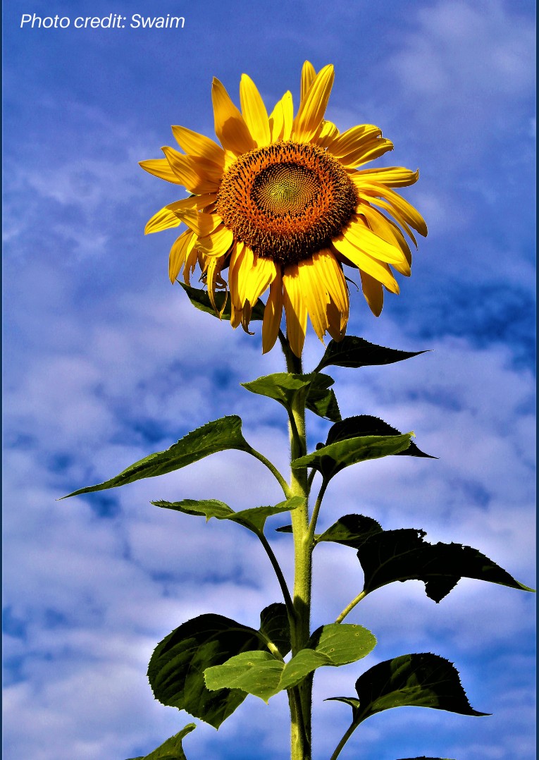 HamiltonSWCD's tweet image. We are now accepting entries for the 2022 Hamilton SWCD Photo Contest.  Hamilton County amateur photographers are encouraged to submit their entries now.  The deadline for submittals is June 24 at 5:00pm EST.  Win 💲💲💲 prizes!  hamiltonswcd.org/photo-contest.…