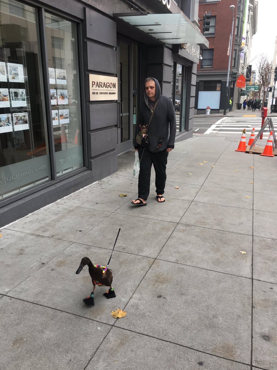 Man with a dog in his bag, walking his duck ... as one does.