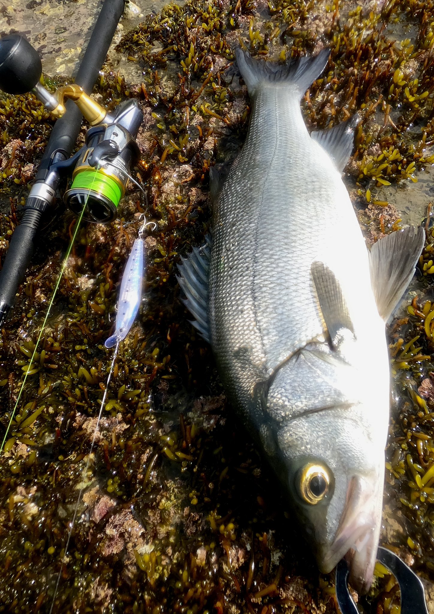 KAZ.fishingさん専用使用3回 マスターモデル 2 Ⅱ 尾長 MH-50 www KAZ.fishingさん専用使用3回 マスターモデル 2 Ⅱ 尾長 MH-50 www
