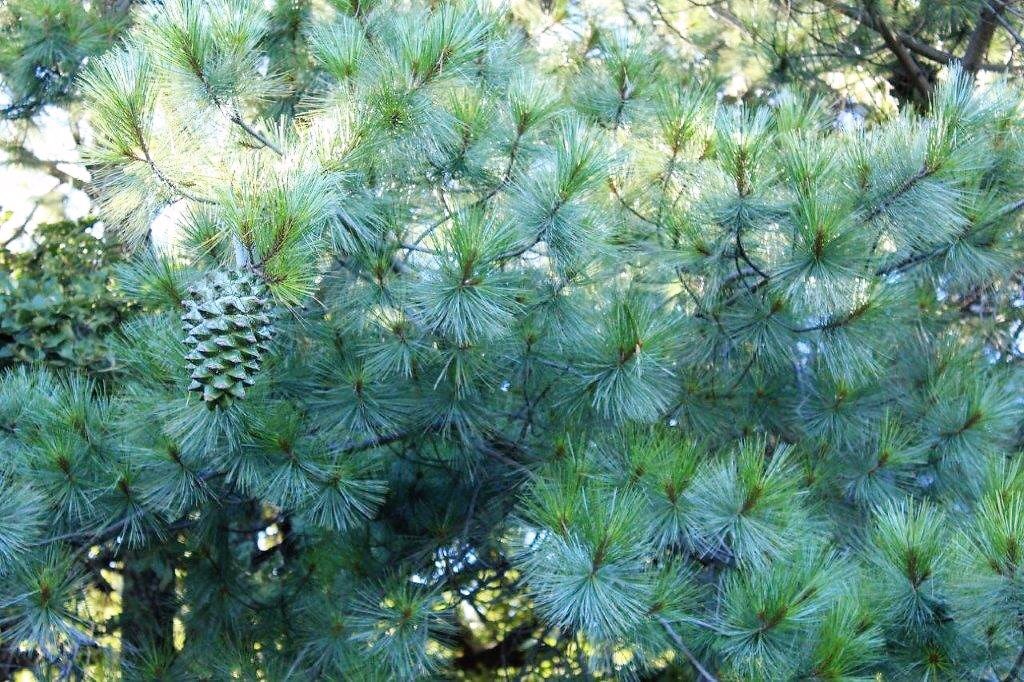CONAFOR's tweet photo. ¡Es del pino azul! 🌲💙
 La piña o cono de este pino es uno de los más grandes conocidos 😯. La semilla o piñón tiene alto contenido de proteínas, aminoácidos y ácidos grasos 👌🏽.
 El pino azul solo crece de forma natural en algunas regiones de Zacatecas y Durango 🇲🇽. https://t.co/qzfUKNWEl5