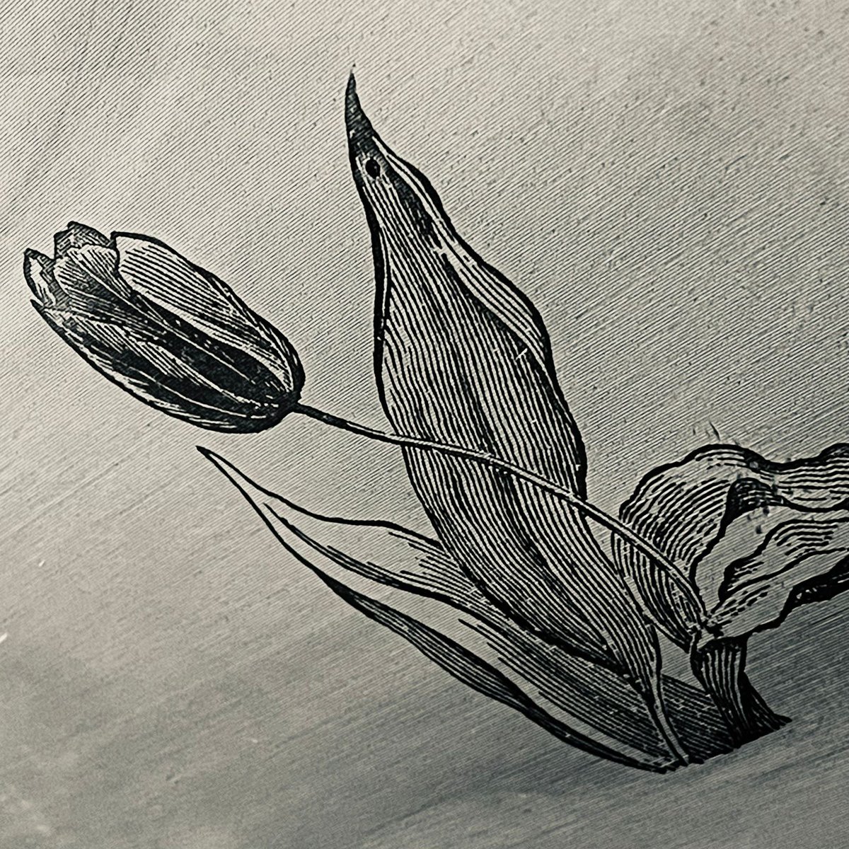 Cliart's tweet photo. VIVÊNCIA DE IMPRESSÃO TIPOGRÁFICA
Gravura de tulipa do século XIX

Exposição
Cláudio Rocha – Active Principle
Onde: Casa das Caldeiras, Av. Francisco Matarazzo, 2000
Quando: 21/5, às 17h, com uma conversa com o artista às 18h.
 
#tipografia #exposição #typedesign #Cliart https://t.co/RfsFqljeiE