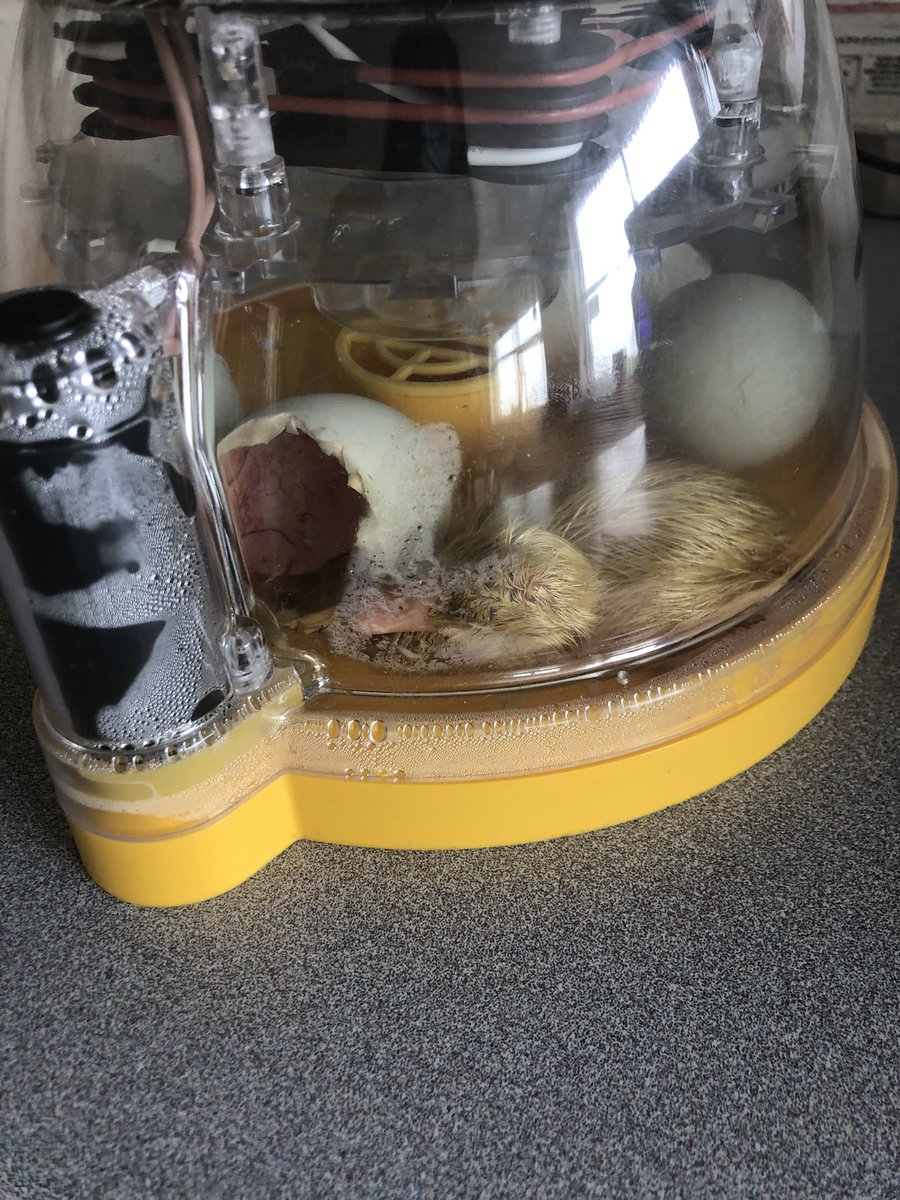 So many great learning experiences happening in our 3/4 class <a href="/JBoltonps/">James Bolton P.S.</a> growing milkweed for our butterfly garden. Creating butterflies using our 3-D printer, watching and meeting new ducklings as they hatch!