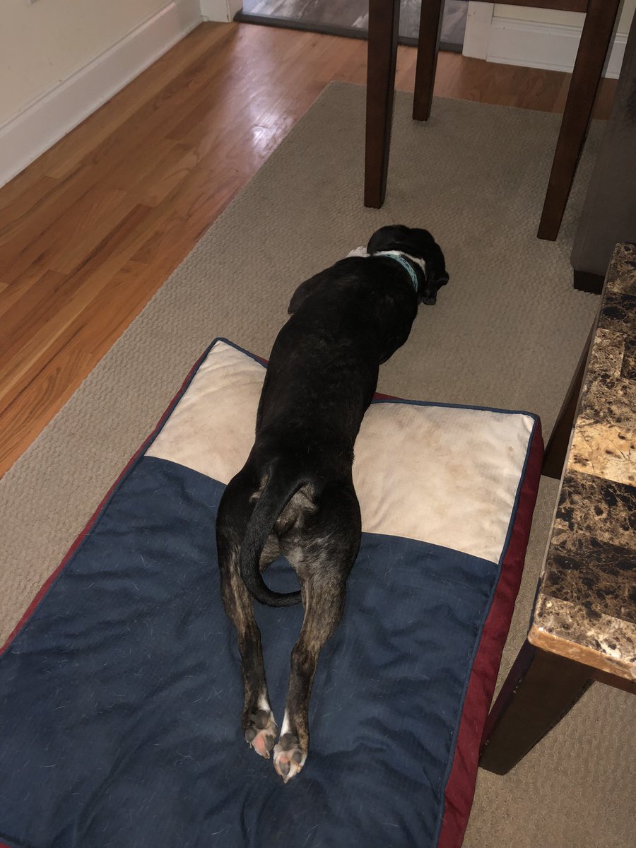 k9kayaks's tweet photo. @TaterSpeck @charrleemims @NicDavisNotes @joub53 @rebeccascout1 @StacieMazzotta @sitarhero79 @Thomas_F81 @dogcelebration @brianmc_arch @boganella1 @TaniaMariaWelch @boxer_sacha @inntothenight @SjCattledog Damon &amp; Julie 💭 Happy #FrogLegsFriday let the weekend begin 🐾🐾❤️
#Boxador #Boxadorable #PittyMix #dogsoftwitter 
@KerryHaasTrinh @Sofaking_over_Q @frazzmarie29091 @bluezed2003 @KissaGeorge13 @RussianBerner @Fredtheboxerdog @DobyTheBoxer https://t.co/LDfpJ1Opl0