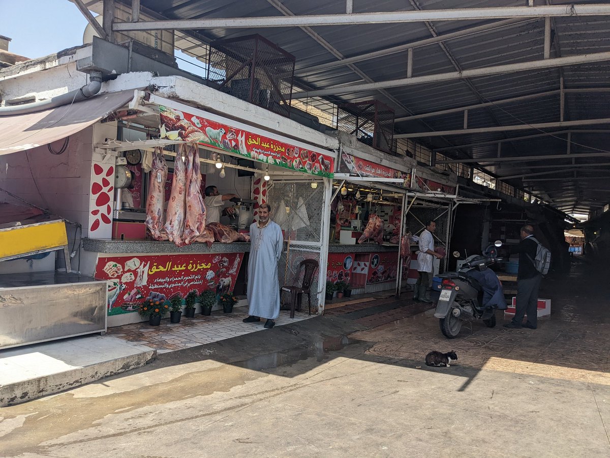 lisaschibelius's tweet image. Day 13: For our @vtrsap lunch in Casablanca, we bought meat from the local markets & had it grilled by a local restaurant. It was an authentic experience with no utensils and plenty of cats. 🇲🇦 #VTRSAP2022 #catsofmorocco