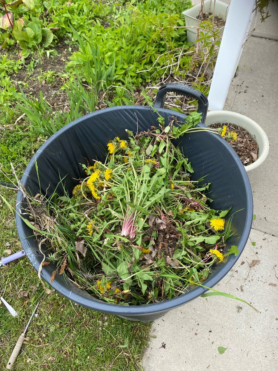 Phoenix_HTCSD's tweet photo. Phoenix students have been connected to Pioneer Lodge for four years - connecting our youth with the seniors is a gift to everyone involved" Today students cleaned up the garden in the residents' courtyard. #CatholicEducation @HolyTrinitySD @LynnesJeff https://t.co/C9TARkKpsx