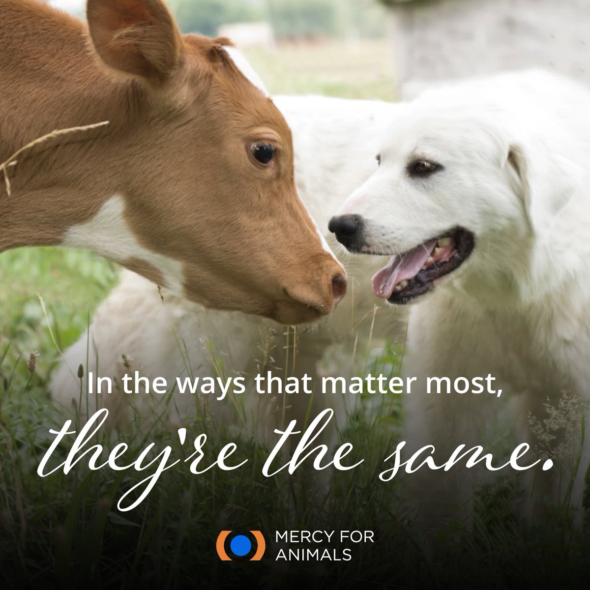 Mercy For Animals on Twitter: Mercy For Animals on Twitter: