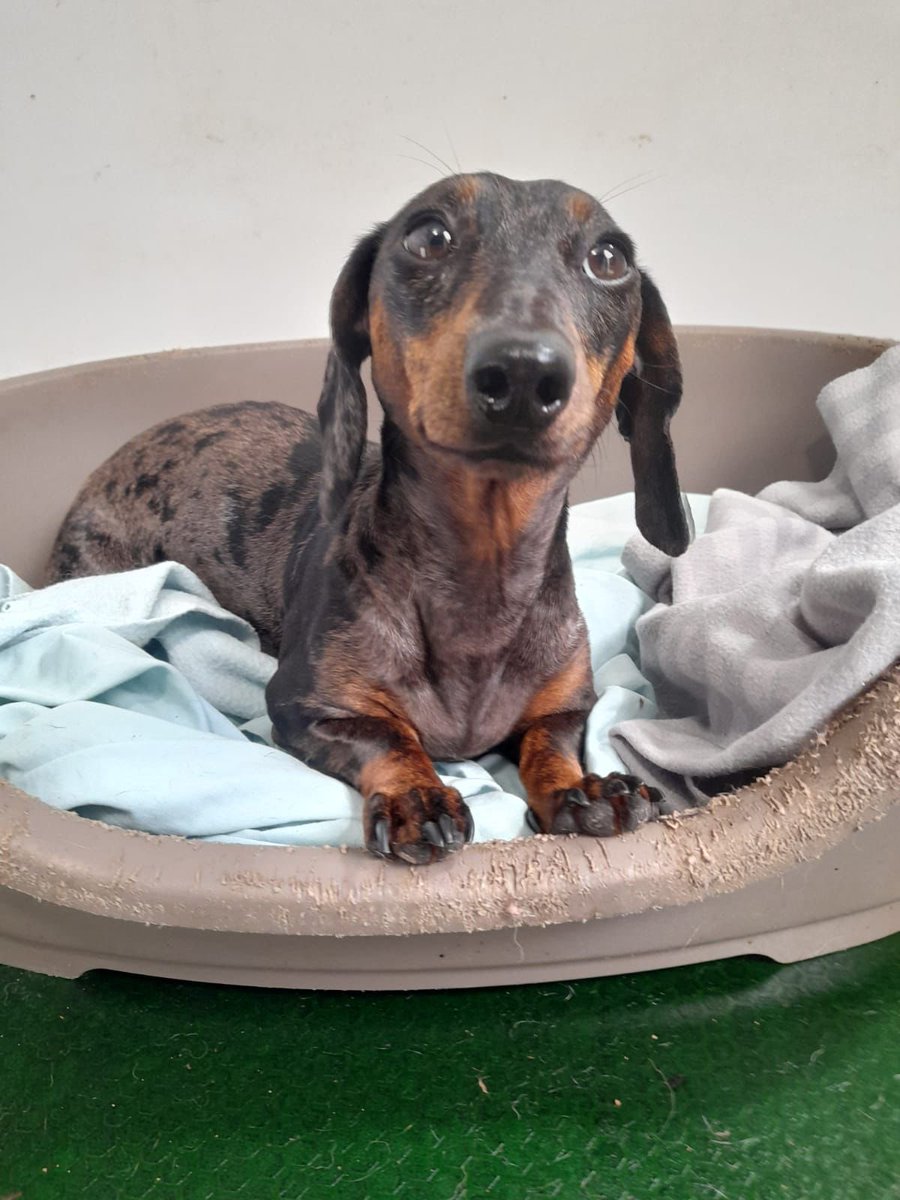 carolinebray60's tweet photo. @rickygervais Our Ukranian guests are missing their miniature dachshund in quarantine for over 3 weeks.   Do you know any APHA vets who could call us so we can isolate at home??? https://t.co/OmjEZr9Szu