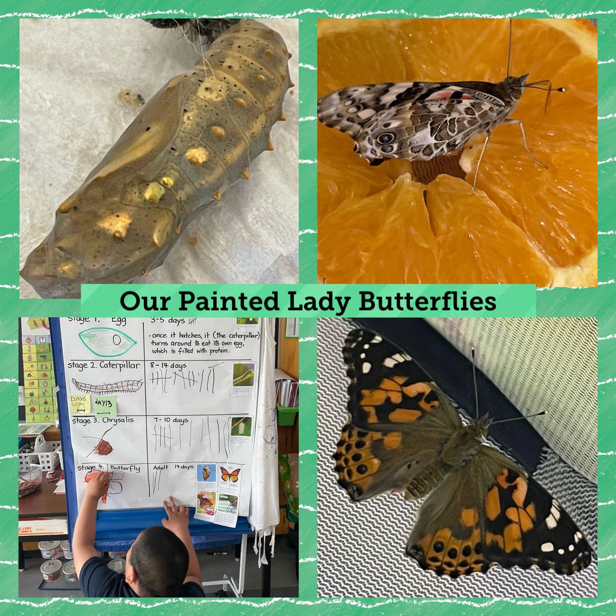 ClareMount16's tweet photo. The environment has been a huge focus for us this week…what an exciting time for our students @strichard_tcdsb @TCDSB to watch the painted lady butterfly emerge from its chrysalis! https://t.co/gHG8ZrPCq9