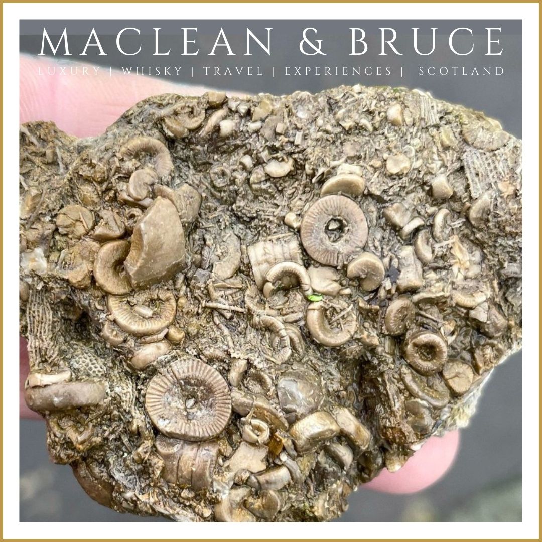 MacLean & Bruce (@macleanandbruce) on Twitter photo Today we're delighted to welcome some special guests to Broomhall House for some #falconry, a spot of lunch, followed by a special fossil hunt for our younger guests with illustrious local geologist, Dr Katie Strang.
#WeKnowScotland #Scotland #Luxury #Whisky #Travel #Experiences Today we're delighted to welcome some special guests to Broomhall House for some #falconry, a spot of lunch, followed by a special fossil hunt for our younger guests with illustrious local geologist, Dr Katie Strang.
#WeKnowScotland #Scotland #Luxury #Whisky #Travel #Experiences