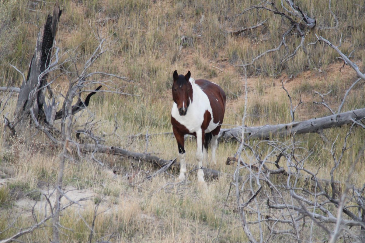 "Just wanted to share some wild horses"

📸: Lesli Capra | Discover Colorado Through Your Photos