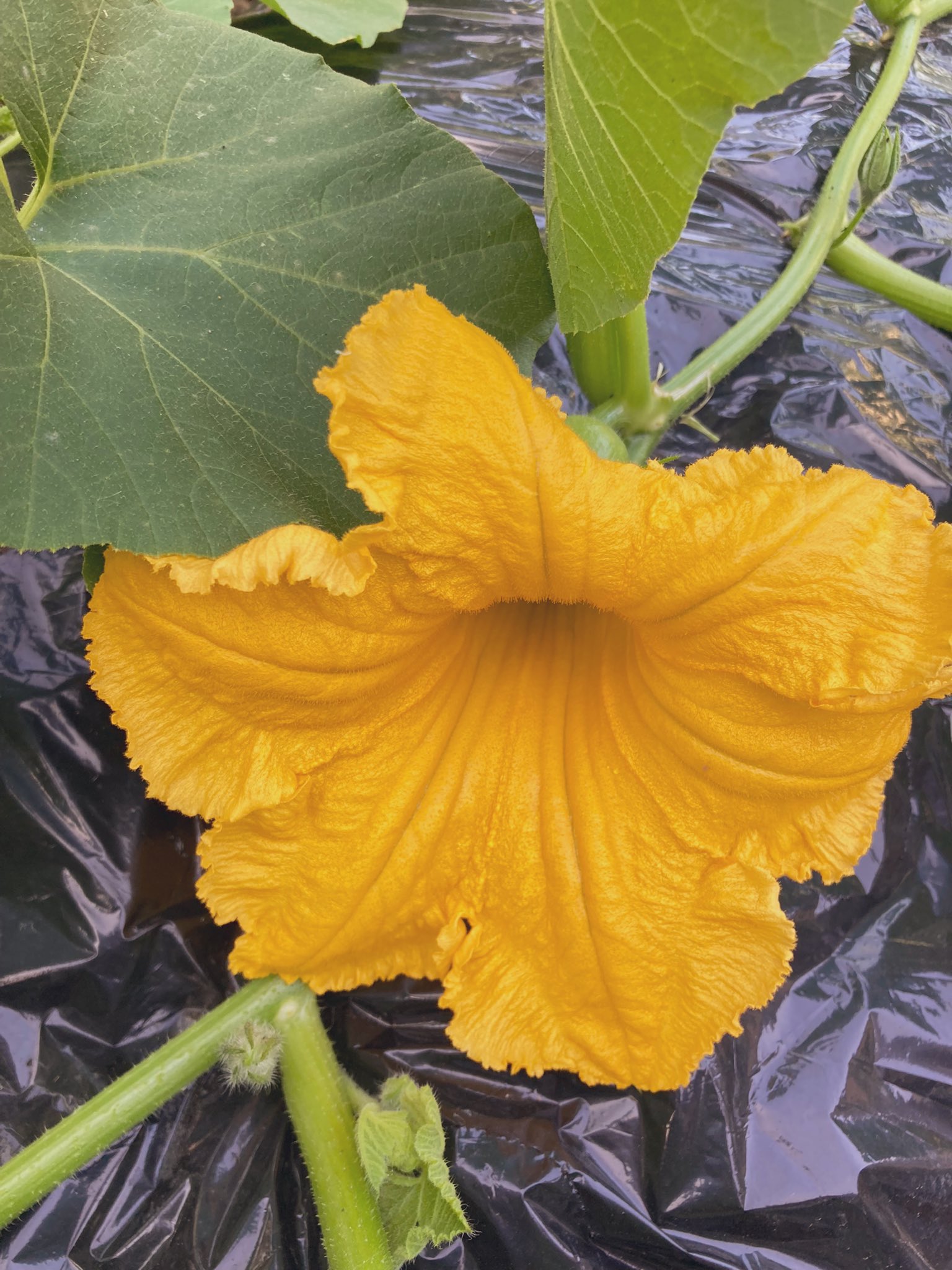 おさかな かぼちゃの 花が咲いたよ W 雌花で根っこにカボチャのモト付いてるの可愛い W でも雄花がまだ咲いてないから結実はしないな残念 あとジャガイモもニョキニョキ育ってるなのにケイトウは小さいまま 何故 おさかな かぼちゃの 花が咲いたよ W 雌花で根っこにカボチャのモト付いてるの可愛い W でも雄花がまだ咲いてないから結実はしないな残念 あとジャガイモもニョキニョキ育ってるなのにケイトウは小さいまま 何故