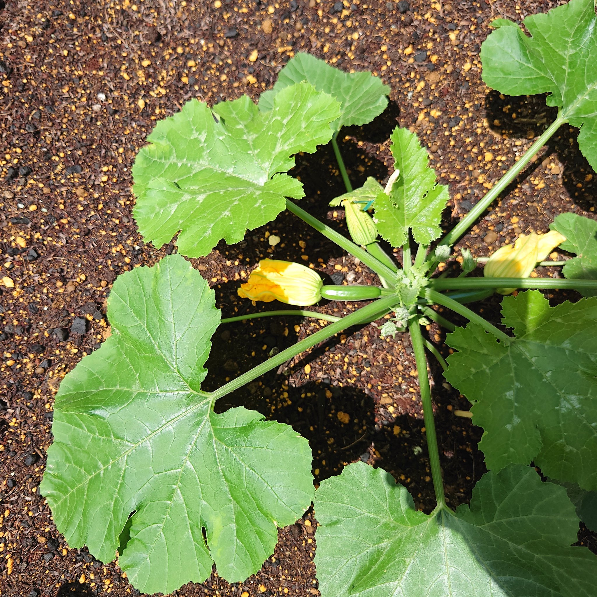 しま農研 家庭菜園と庭づくり ズッキーニ 雄花と雌花のタイミングが合わず大きくならず困ってたのですが こういう時に花ズッキーニで食べてみればよかった 気づかなかったです 家庭菜園 T Co Ws7fw0amj5 Twitter