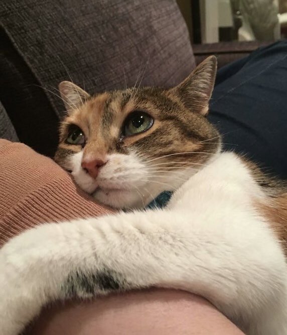 linoascats's tweet photo. https://t.co/DpBfMPJPeF