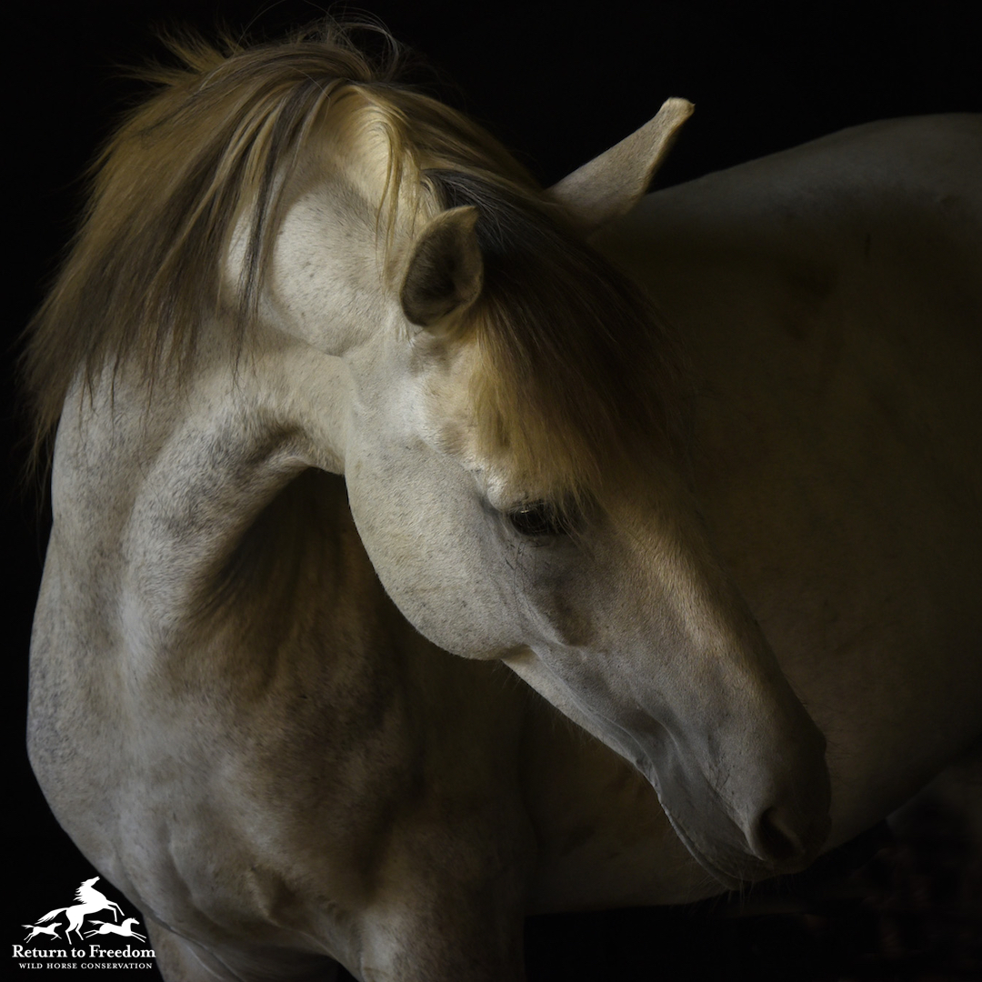 ReturnToFreedom's tweet photo. On Friday, we called on the House Energy and Commerce Committee to schedule a full committee vote on the SAFE Act to ban horse slaughter as soon as possible. Read our press release and learn how you can take action: https://t.co/HYxtjcFa8n #yes2safe #nohorseslaughter https://t.co/PVUMvvSt8d