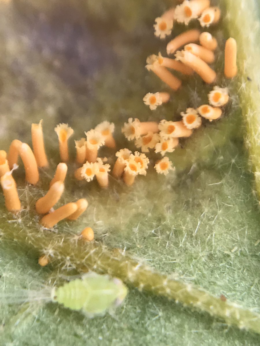 MiBonao's tweet photo. Hongo #Puccinia, posible #coronata, en una hoja de ‘berenjenita cimarrona’ (Solanum torvum) #MiBonao #hingo #puccinia #coromata #amplicion https://t.co/rsod3sluGg