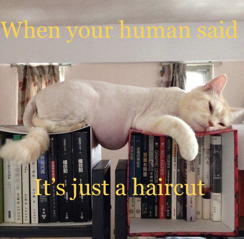 FluffyRagdolls's tweet photo. I cannot stop laughing…. #catmemes #catshame #CatsOfTwitter #cats https://t.co/9y3Cz87Vqs