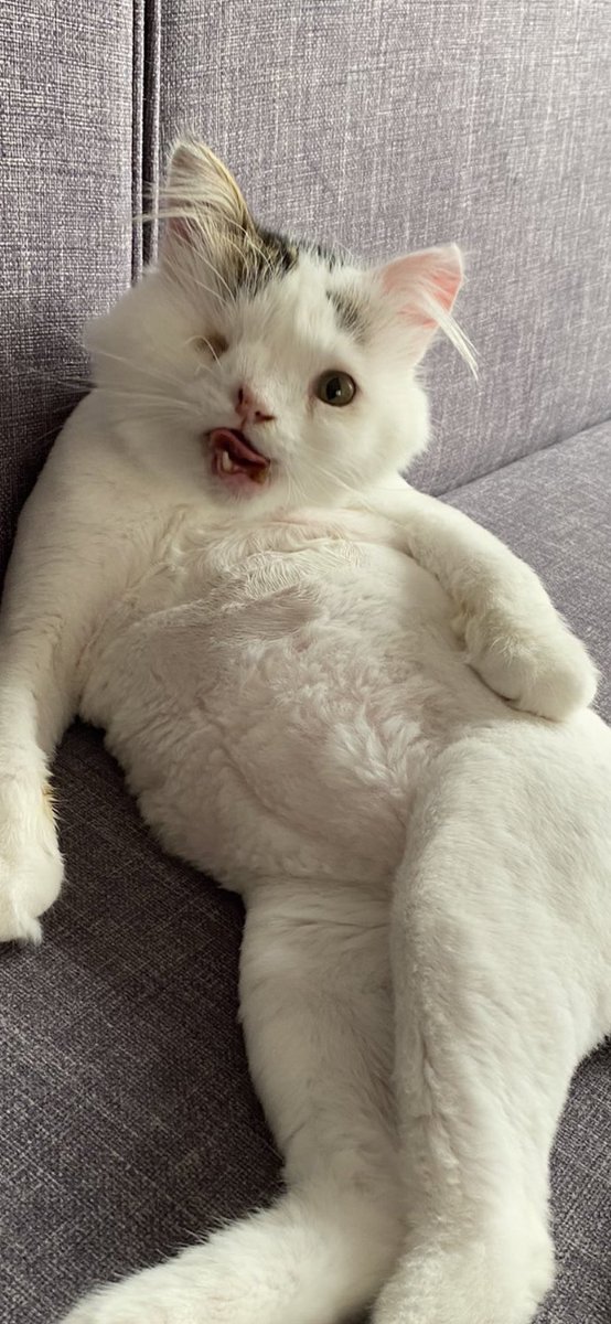 sacmalamacanimm's tweet photo. Simba geleli 1 yıl olmuş, elim değince pek bi güzelleşmiş 😋 https://t.co/uCUcPpNn6b