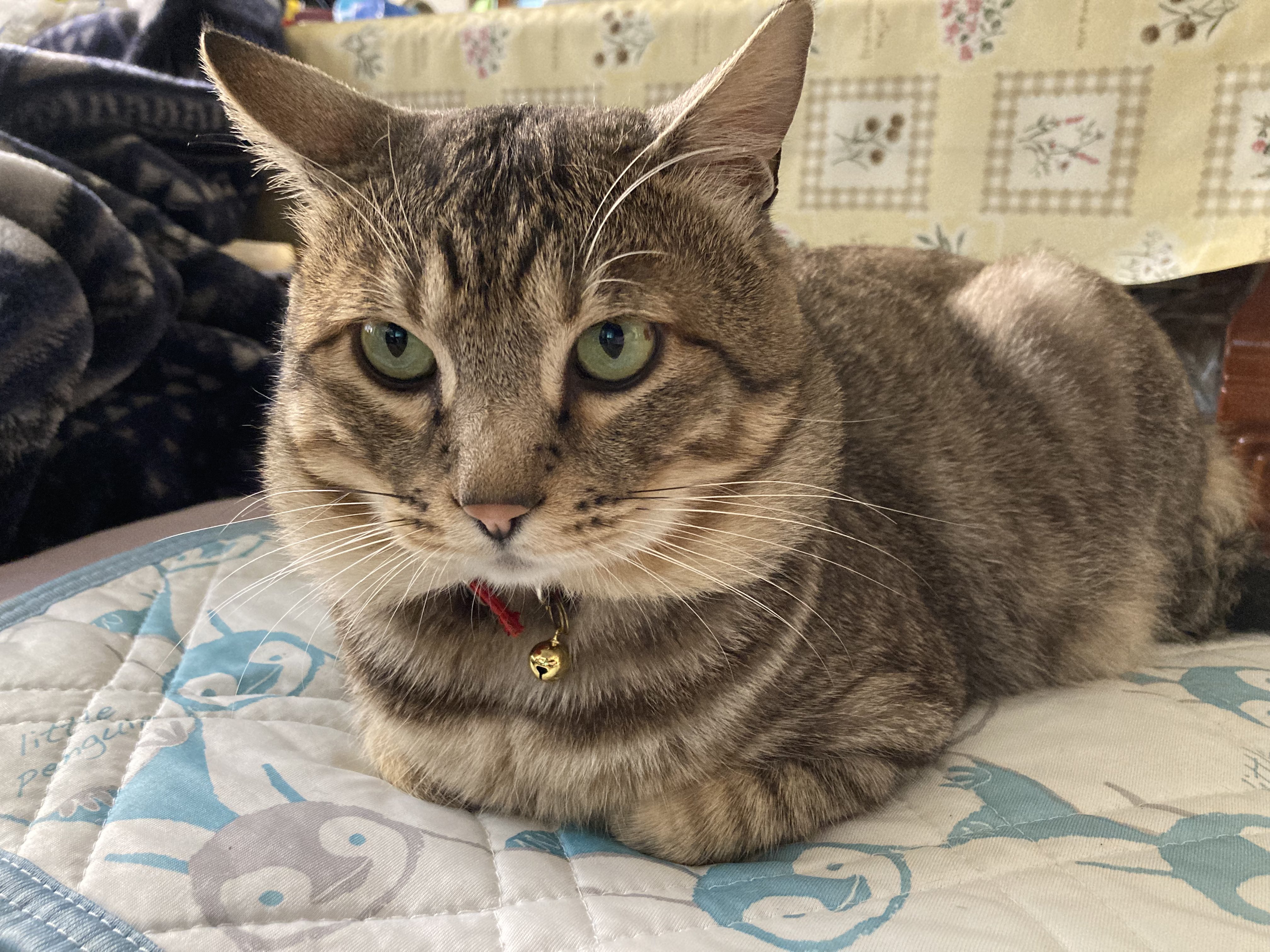 Twitter এ 今日の猫様 おはようございます ハチワレ キジトラ 猫 猫のいる暮らし 猫好きさんと繋がりたい T Co Wrfexioqvk ট ইট র