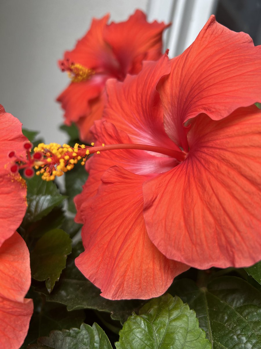 krissyhaynie's tweet photo. My hibiscuses are showing off today. 🌺🌺🌺 #flowerfanatic https://t.co/itnasFoVwf