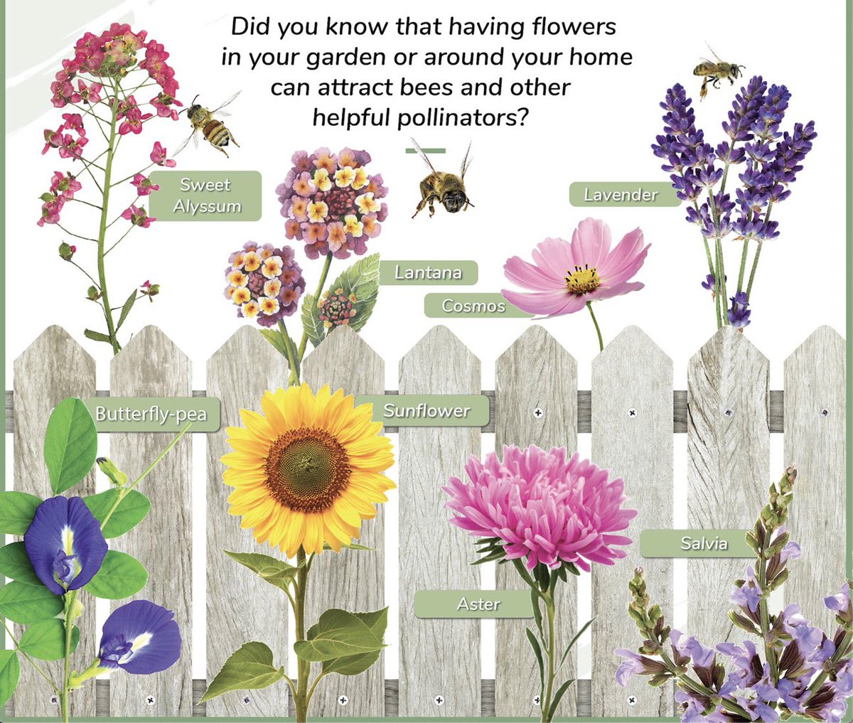 BeeWorldNft's tweet photo. 🐝 Let’s all do our part &amp; plant some #Bee friendly #Flowers this year! 🌸

🐝 Please retweet this if you also think we must save the bees.

#SaveTheBees 
#savethebees https://t.co/WovktBVZuC
