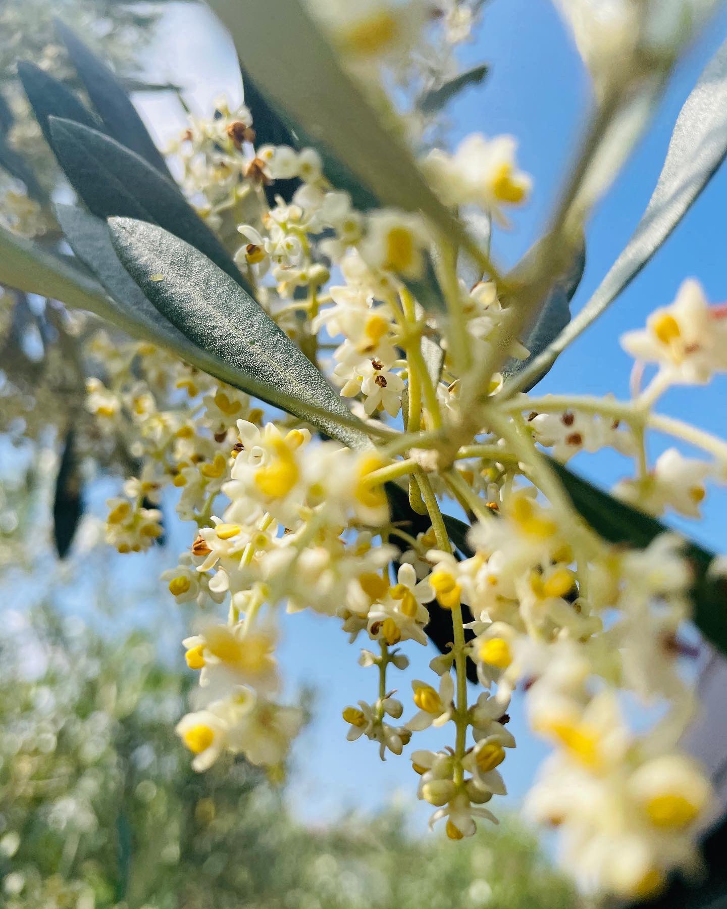 Setouchi Nature 小さく可愛いオリーブの花が 澄んだ空と自然に映えて 美しい風景に心が癒されます オリーブの 花言葉は 平和 知恵 花言葉のように平和で穏やかな日々が ずっと続くよう願っています Setouchinature オリーブ T Co
