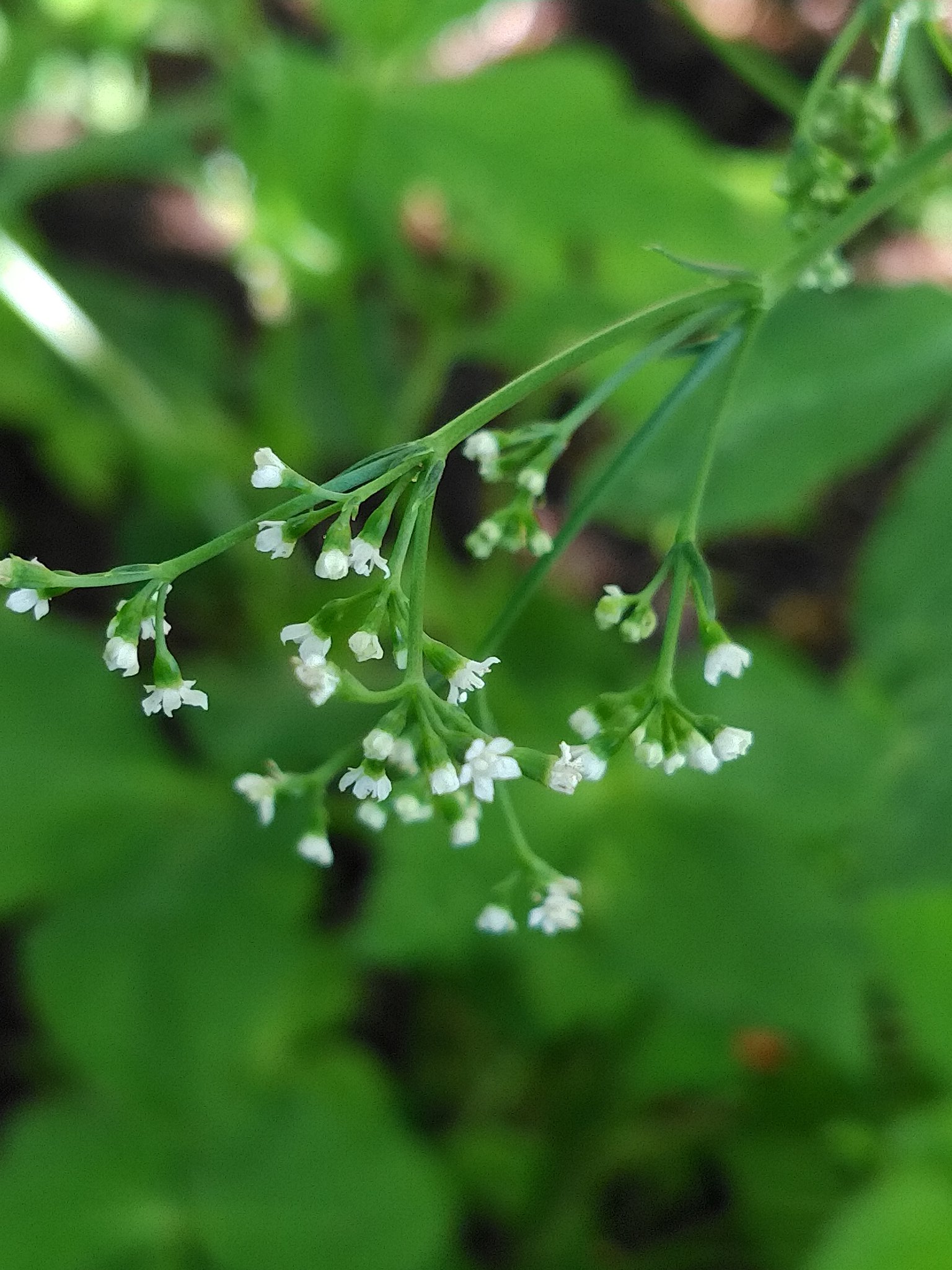 三つ葉の花 Twitter Search Twitter