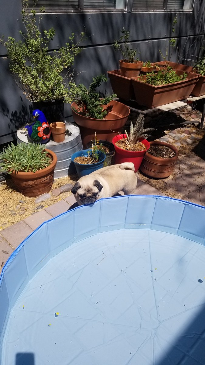 Submitted for your approval: Pug pondering pool.