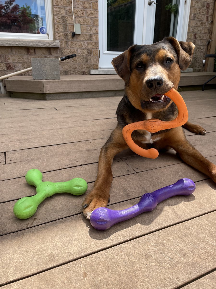 westpawus's tweet photo. Some doggy @@dukes_reign loves his @westpawus #TugToys - #Skamp #Zwig and #Bumi

With so many options, it's hard for him to choose just one.

And you can get #FREESHIPPING at https://t.co/mpZQtFz5PK when you purchase $25 or more!

contiguous US only. MSRP only. https://t.co/oRbCgj2lS8